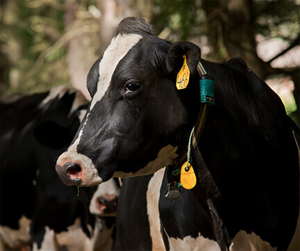 Automatización Agrícola